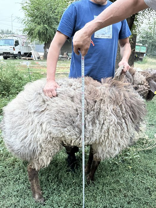 Гисар кошкары сатылады