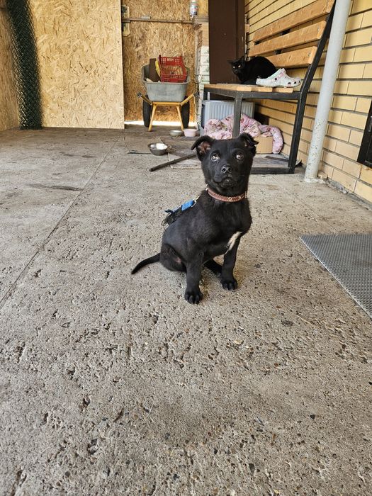 Отдам щенок мальчик