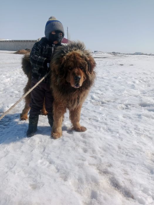 Продается Тибетский Мастиф