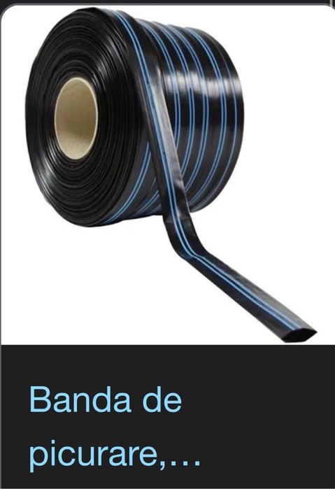 Caine pentru adoptie