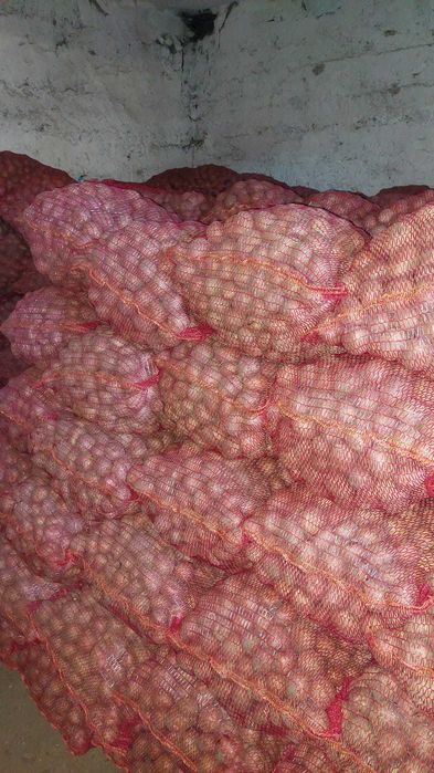 Cartof sāmānțā roşu şi alb timpuriu