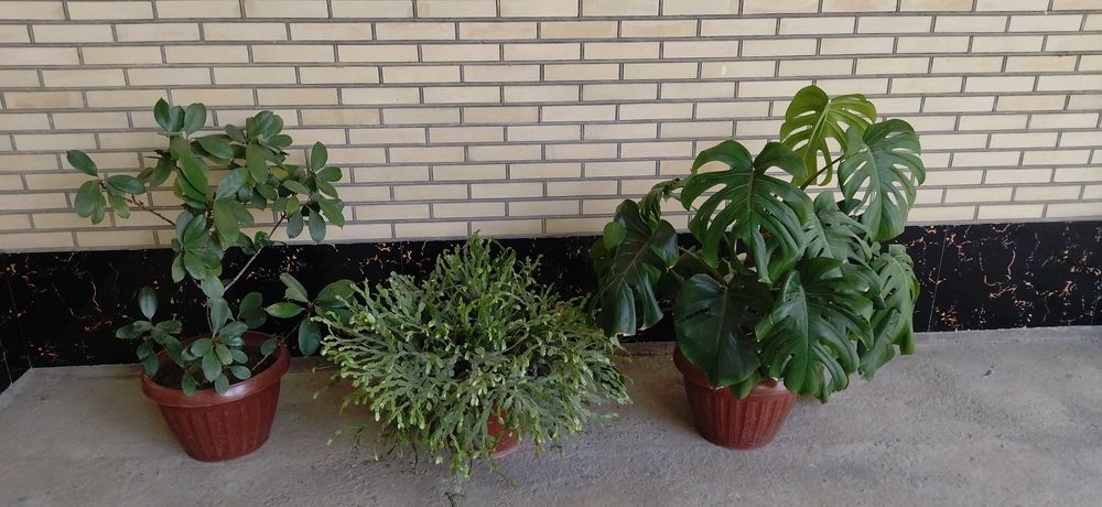 Катта ва чиройли гуллар сотилади