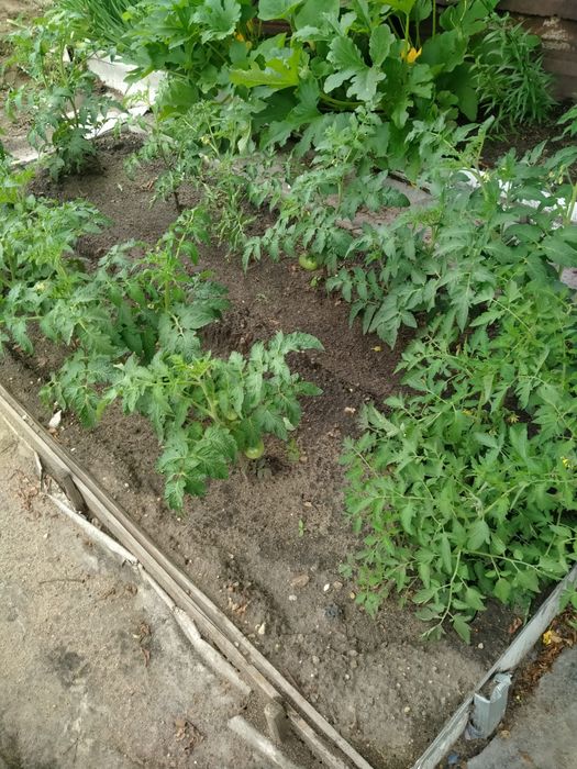 Продам дачу Новопавловка