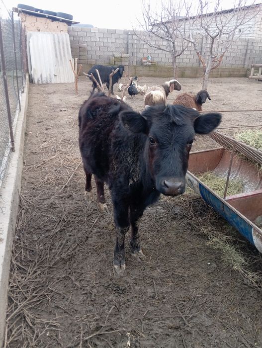 Жывотнын теленок