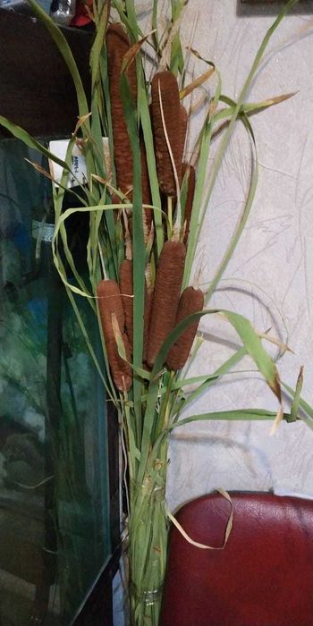 Камыш речной сушенный