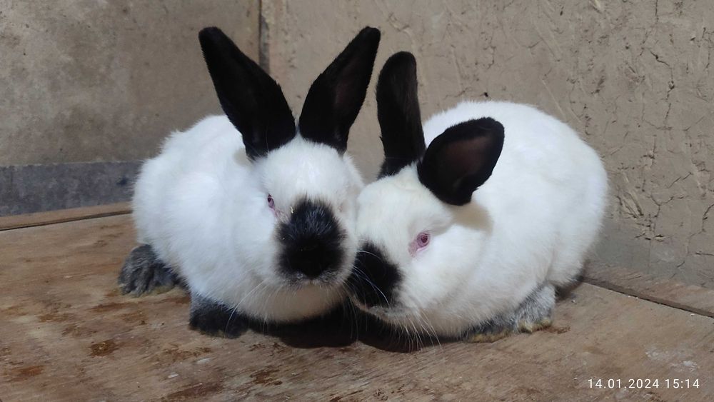 Кролики (пара) Калифорнийской породы. Качество гарантирую!