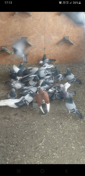 De vînzare porumbei