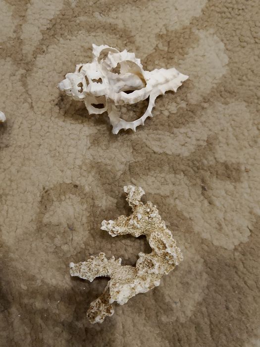 Кораблики для аквариума и ракушки