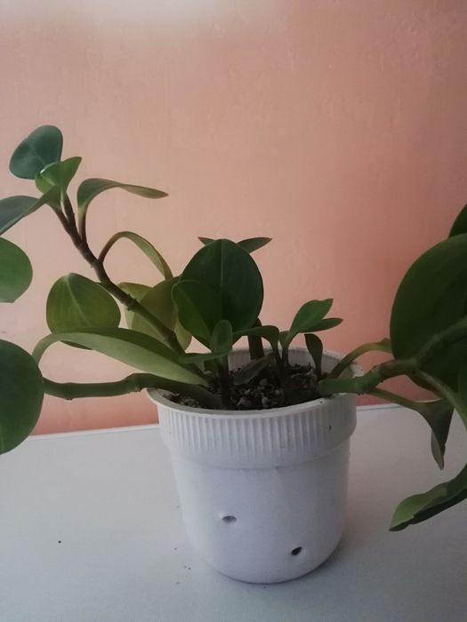 Излишки комнатных растений