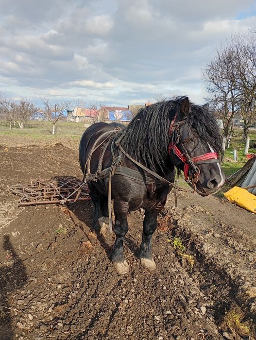 Armăsar de vânzare