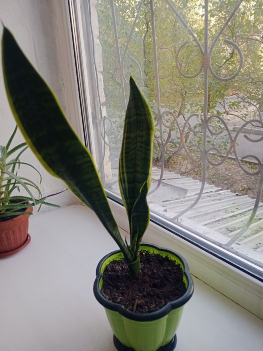 Сансевьерия в красивом горшке