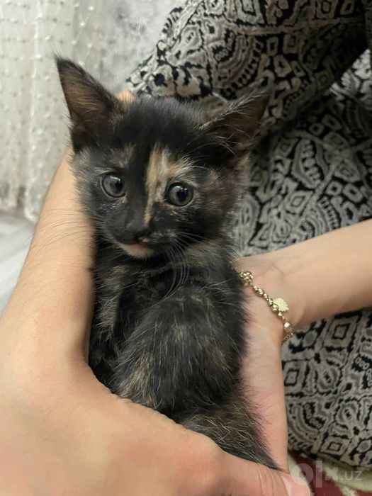 Бесплатно отдам маленьких котят
