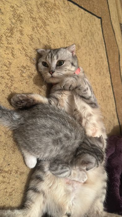 Чысты кошки шотландскы
