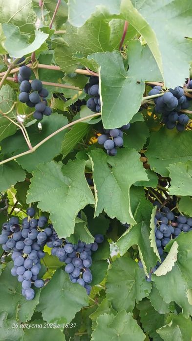 Дача возле науки