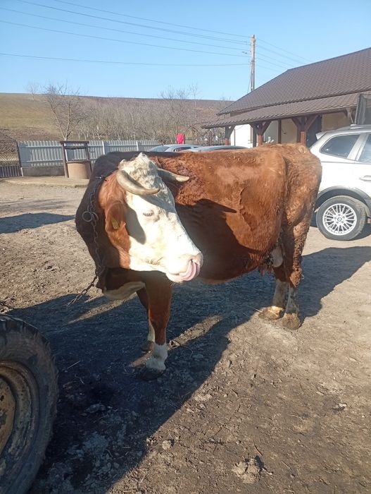 Disponibilă vaca gestanta  foarte bună