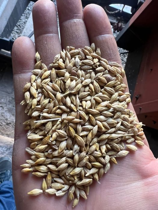 Пшеница Ячмень Кукуруза Отруби Сечка кукурузная