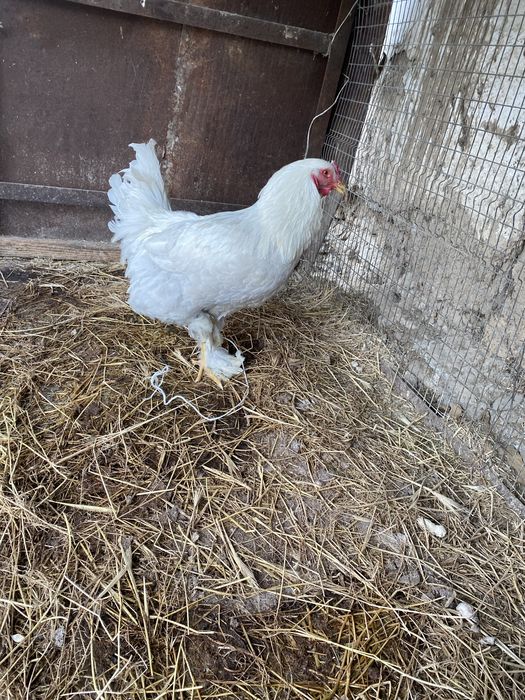 Продается петух