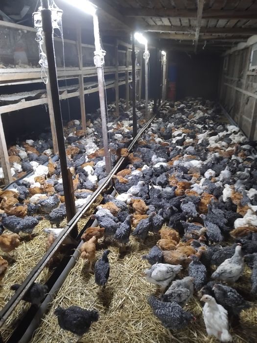 Vând pui de găină