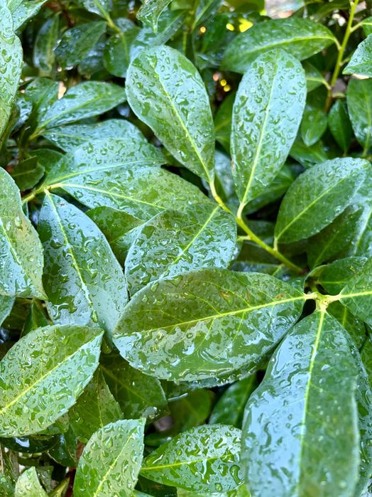 Prunus Laurocerasus Caucasica - veșnic verde