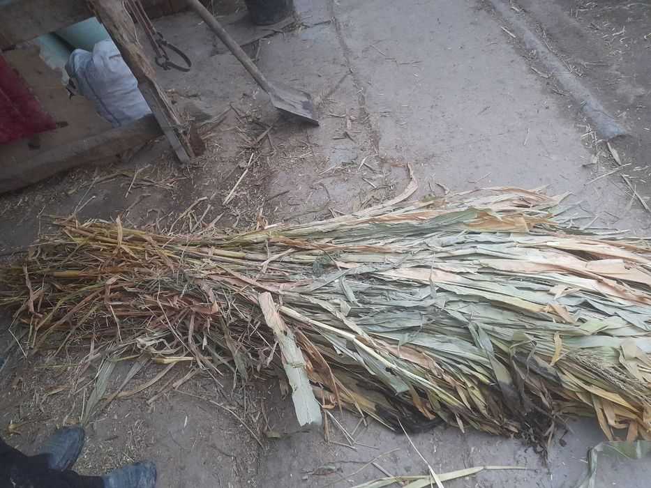 Xashe  Sròchni   Sotiladi