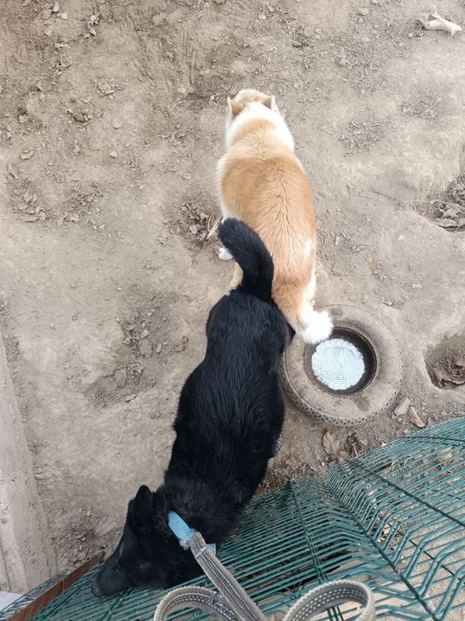 Продам щенят лайки