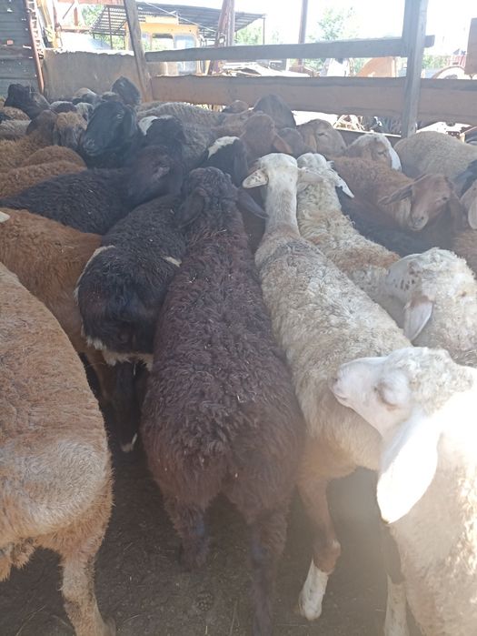 Кой токты бараны