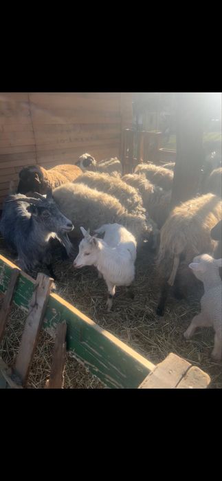 Capra de lapte cu ied