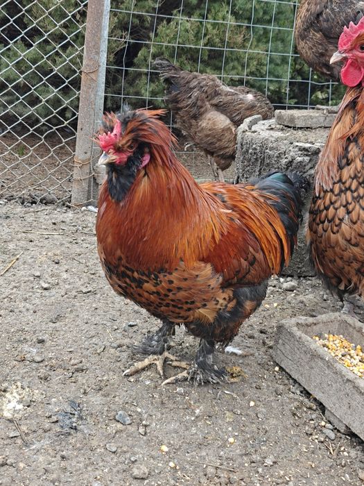 Петел порода Павловски - на 10 месеца