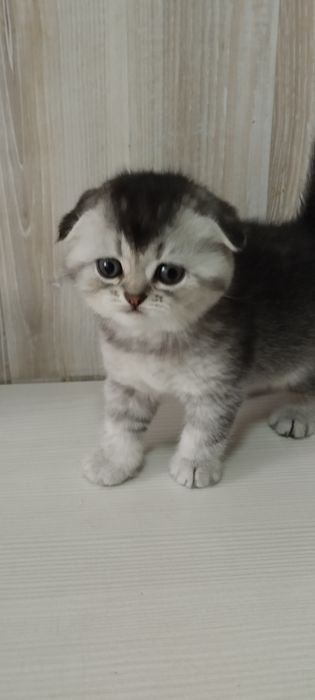 Котята шотландцы