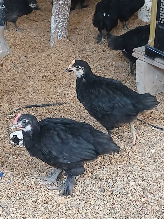 45 kunlik andijon qora jo‘jalari