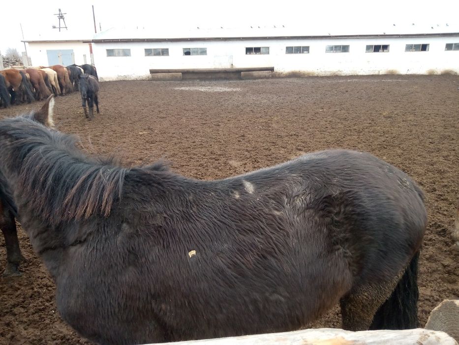 Продам тай 2 года