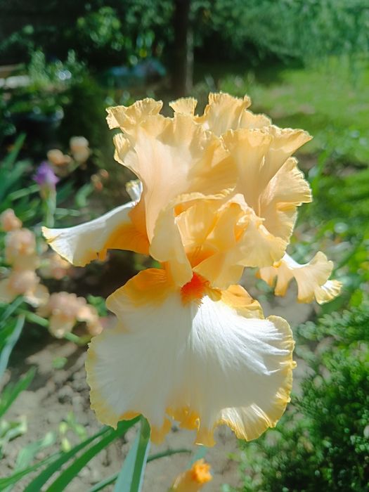 Ирисы бородатые. Разные сорта.