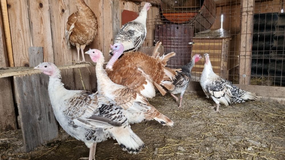 Disponibile oua de curcă.