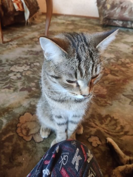 Отдам двух кошек