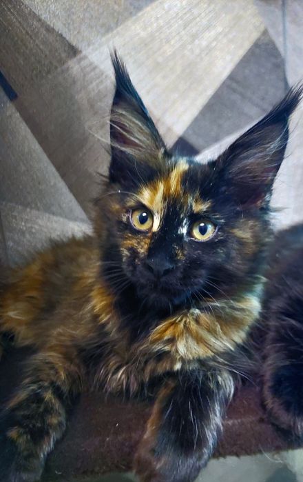 Продается кошечка Мейн-кун