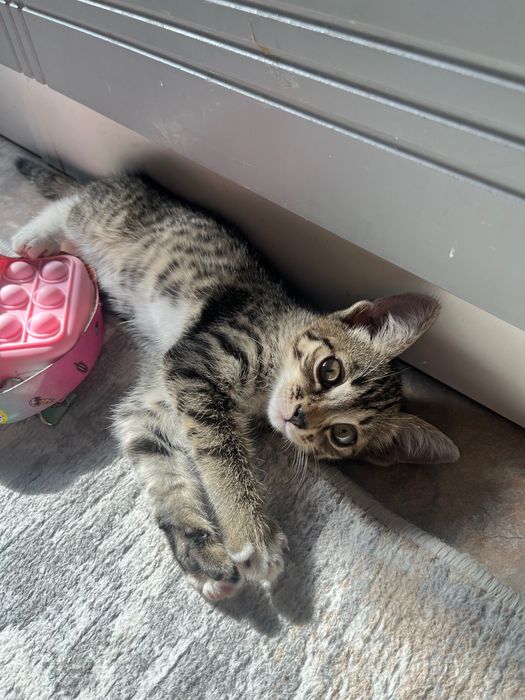 Котёнок ищет любящий дом