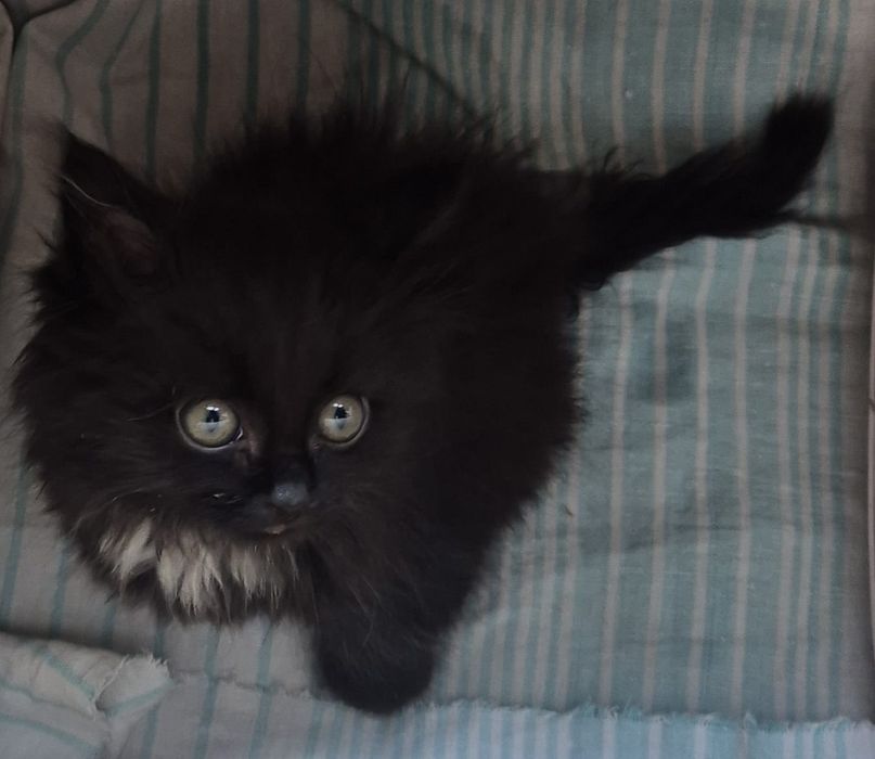 Котенок .отдам в добрые руки