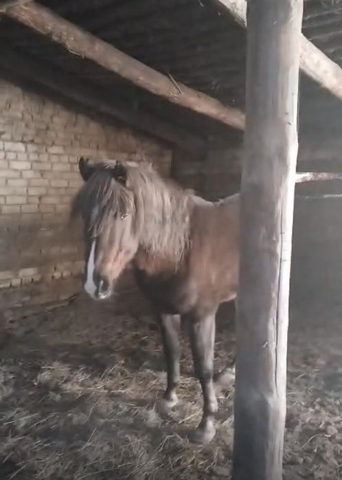 Лошадь Айгыр  7 жасар