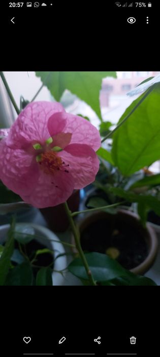 Абутилон,гибискусы