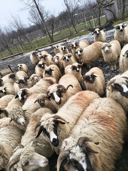 Vând lot de 42 de oi breze