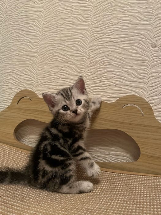 Котята британцы 1,5 месячные