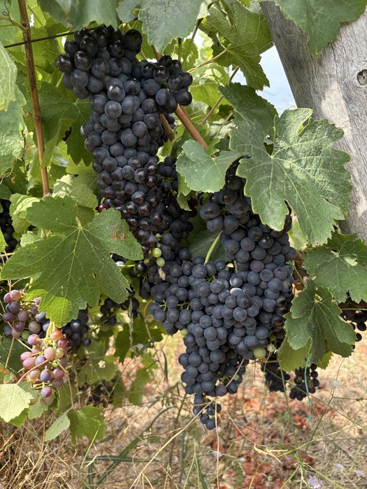 Продавам  Грозде ПИНО НОАР