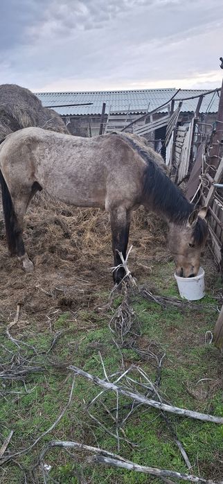 Продам коня, 5 лет.