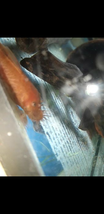 Супер ред  гатови самец