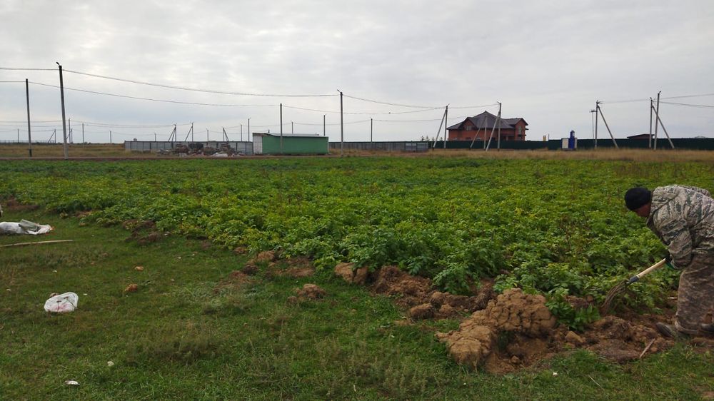 картошка домашняя