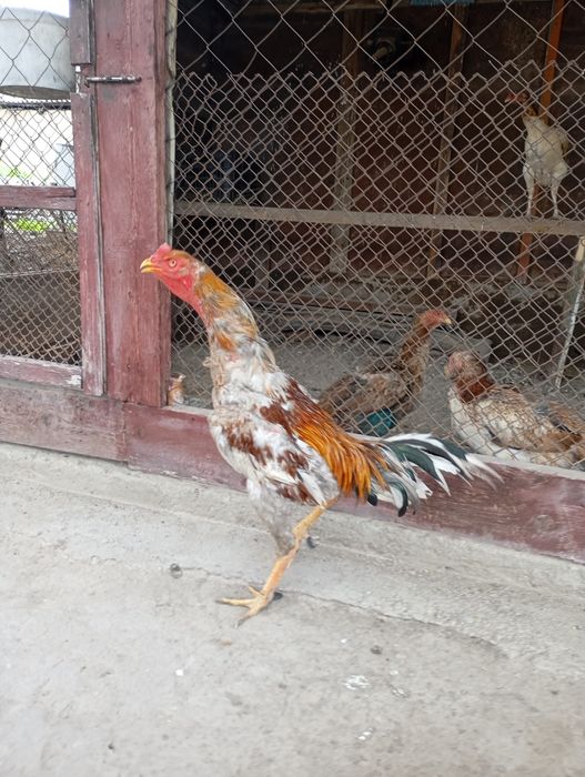 Туляк ветнам микс