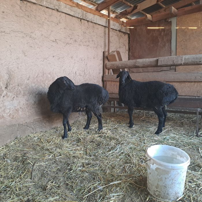 Кошкар Токты семиз.