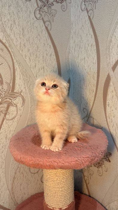 Порода: Британская короткашерстная шиншилла