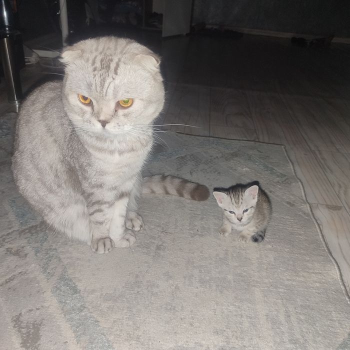 Продам котят породистые