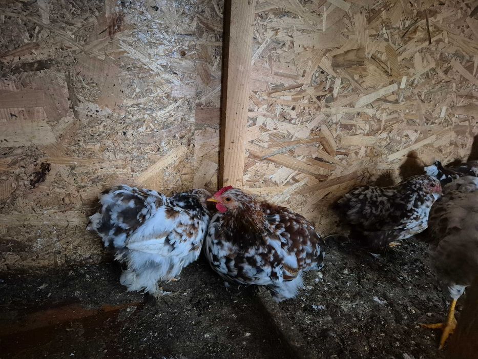 Gainușe cochinchina pitic porțelan !